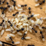 This kitchen ingredient is an effective repellent eliminating both flies