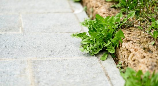 This quick and effective treatment eliminates weeds from terraces for