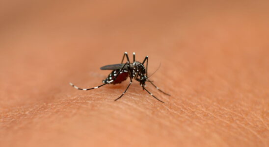 Tiger mosquitoes are back this natural smell will make them