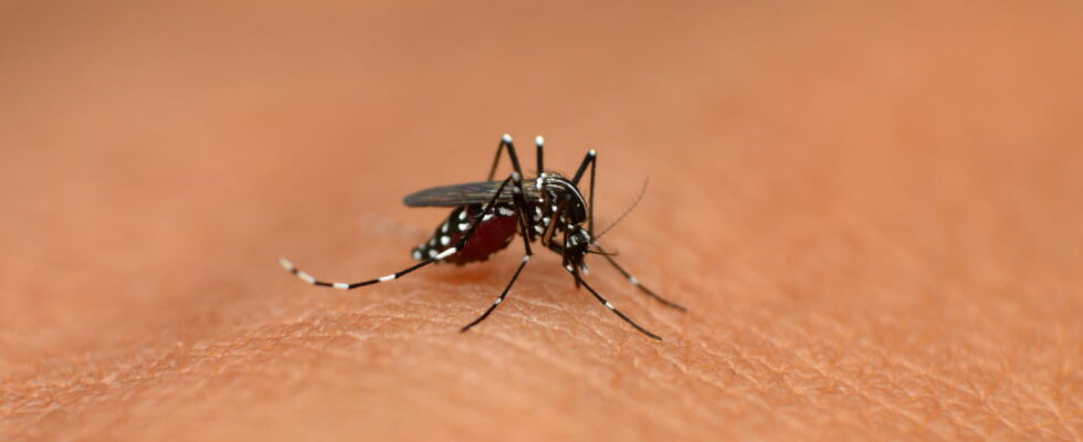 Tiger mosquitoes are back this natural smell will make them