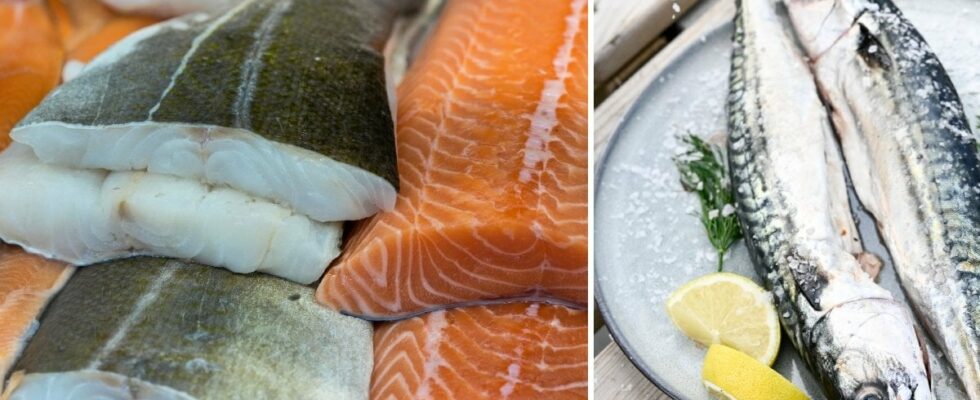 WWF warns about the popular food fish so rarely