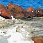 Walrus death from bird flu first ever