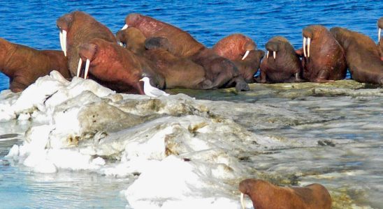 Walrus death from bird flu first ever