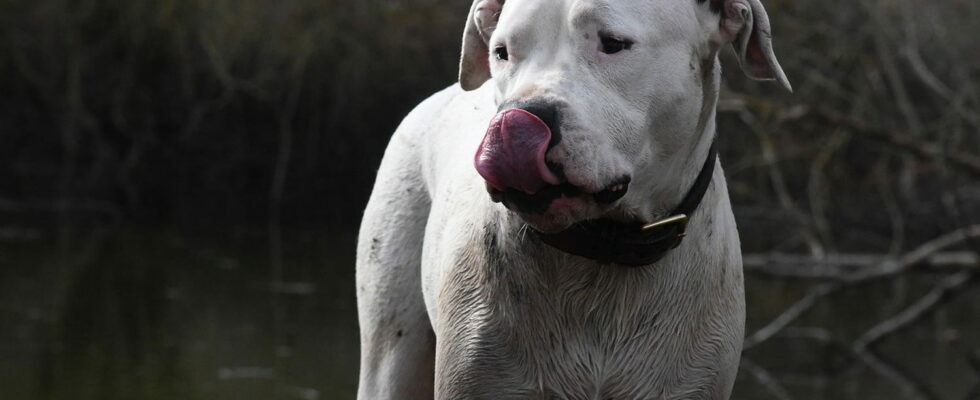 What was he doing without a muzzle asks the prosecutor