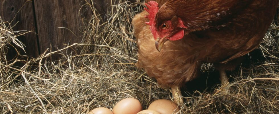 Which is older the egg or the chicken Science finally