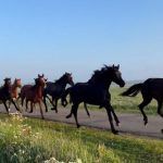 Wild West in Eemnes herd of horses escapes to go