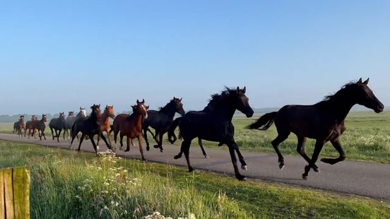 Wild West in Eemnes herd of horses escapes to go
