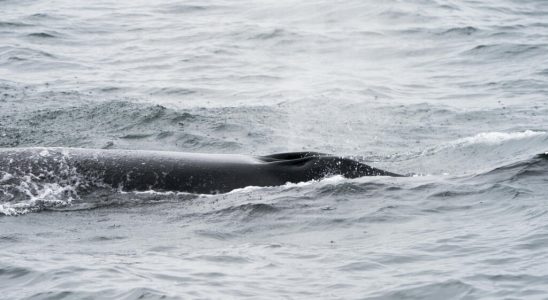 the sei whale makes its return off the coast of