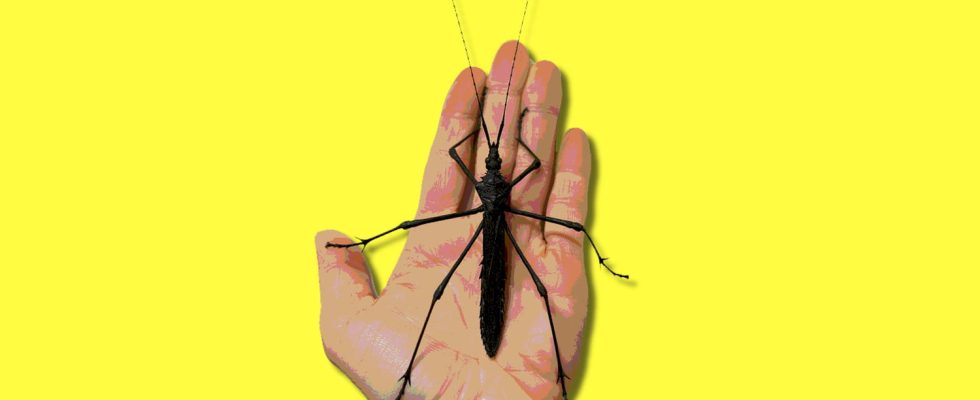 this large insect comes back to life after near extinction