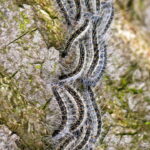 15 things to know to protect yourself from processionary caterpillars