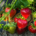 A spoonful of this ingredient under each strawberry plant allows