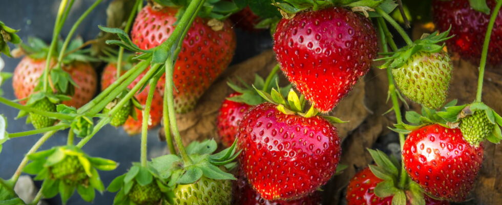 A spoonful of this ingredient under each strawberry plant allows