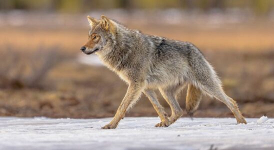 A woman bitten by wolves at the Thoiry zoo How