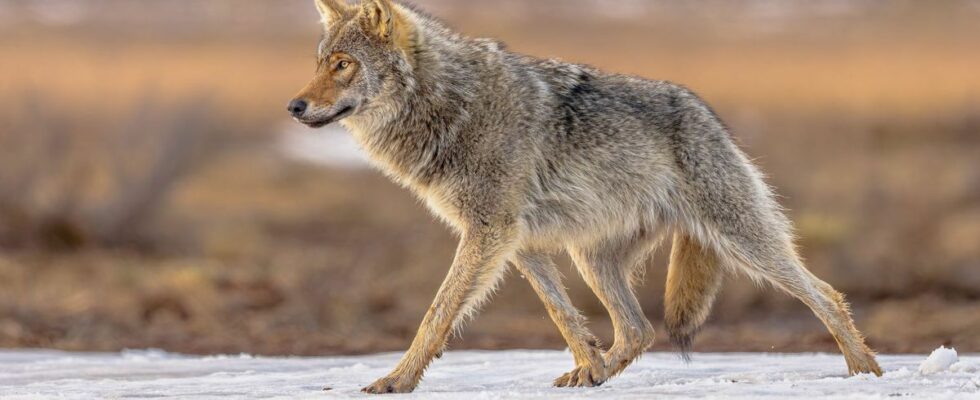 A woman bitten by wolves at the Thoiry zoo How