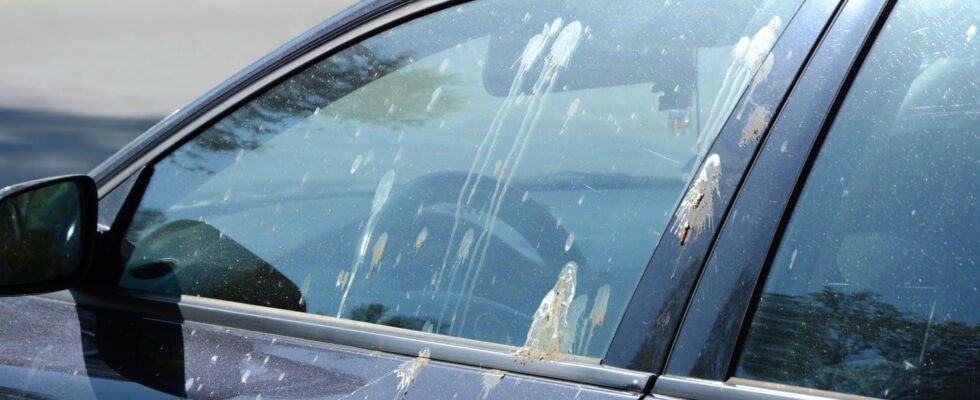 Bird droppings on your car – this action should be
