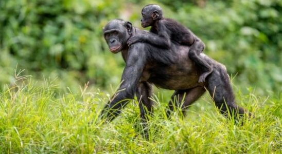 Bonobo escapes from Ouwehands zoo and hides in the forest