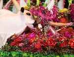 Brazil celebrates the colorful Boi Bumba celebration News in brief