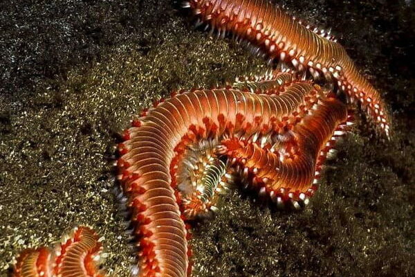 Carnivorous worms have invaded Mediterranean beaches a country has sounded