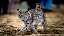 Conservation recovery in Europe Iberian lynx surviving the brink of