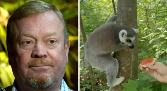 Criticism of Skansen Jonas lemurs were found loose in the