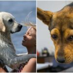 Deadly dangers for your dog this summer