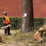 Dozens of Amersfoort elms cut down an infected tree cannot