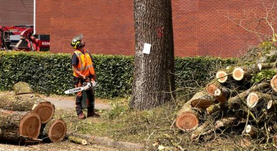 Dozens of Amersfoort elms cut down an infected tree cannot