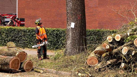 Dozens of Amersfoort elms cut down an infected tree cannot