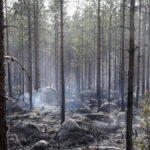 Extremely high risk of forest fires SMHI warns