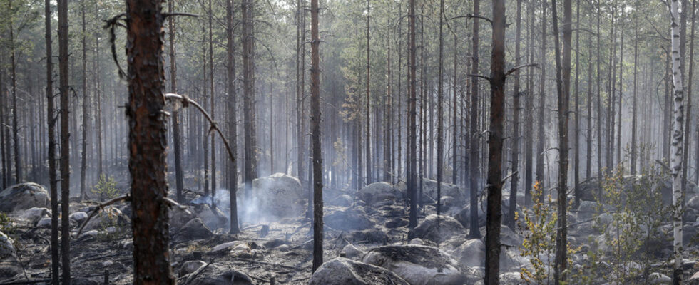 Extremely high risk of forest fires SMHI warns