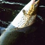 Fishing too early produces fewer salmon