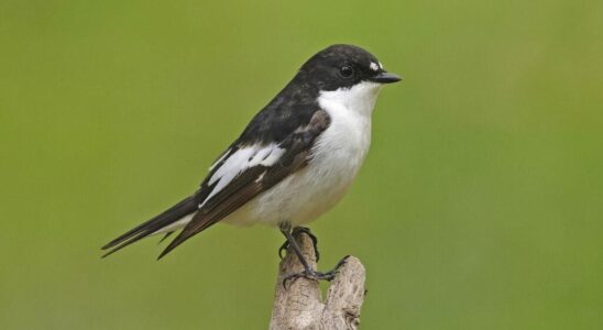 Genes shape birdsong even when they grow up far from
