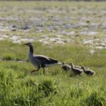 Greylag goose causes millions in wildlife damage in the province