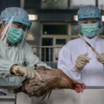 H5N2 bird flu claims its first victim in Mexico –