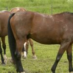 Horse shot in paddock – odd case