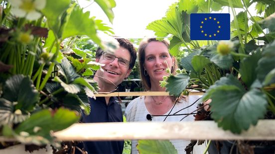 How Jan and Judith grow sweeter strawberries with a layer