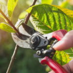 Its high time to prune your plants and shrubs this