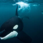Orcas have sunk another boat in the Mediterranean We finally