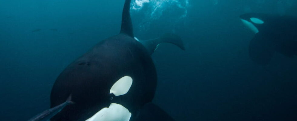 Orcas have sunk another boat in the Mediterranean We finally