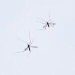 Possible mosquito plague they come out of the water fly