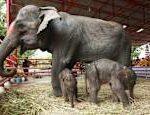 Rare twin elephants were born in Thailand News in
