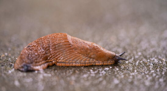 Slugs also pose a threat to your car why