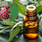 The best essential oil against ticks its smell repels them