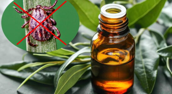 The best essential oil against ticks its smell repels them