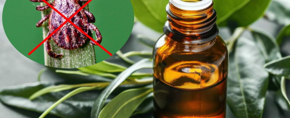 The best essential oil against ticks its smell repels them