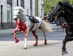 The bloody horses that ran away in London were taken