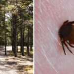 The doctors five tips to protect yourself against ticks