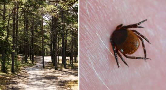 The doctors five tips to protect yourself against ticks