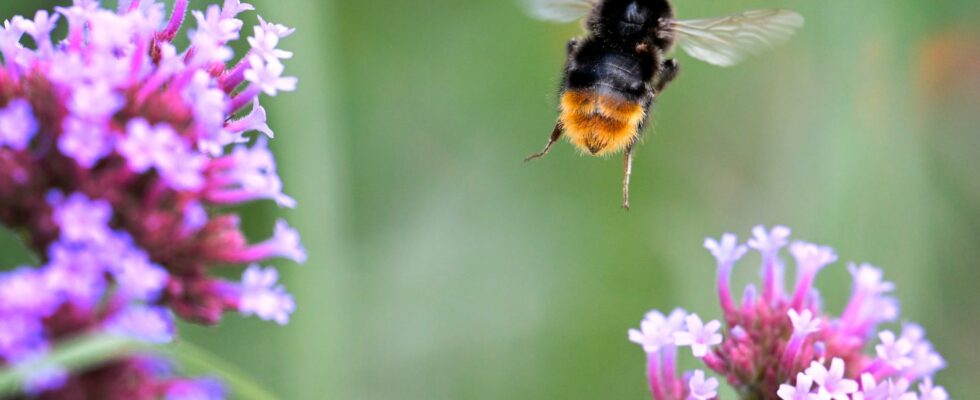 The hum of bumblebees and the chirping of birds at