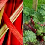 Therefore you should never pick rhubarb directly after midsummer